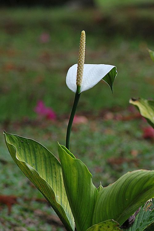 flower white calla floral