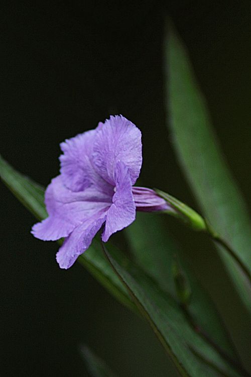 flower floral plant