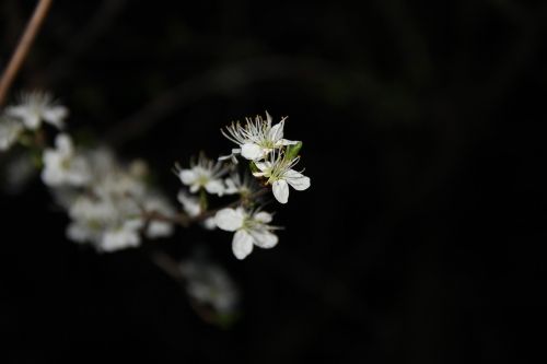 flower white spring