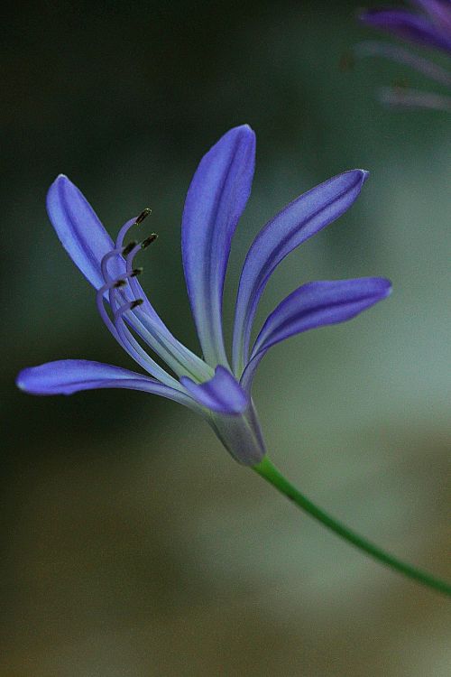 flower agapanthus floral