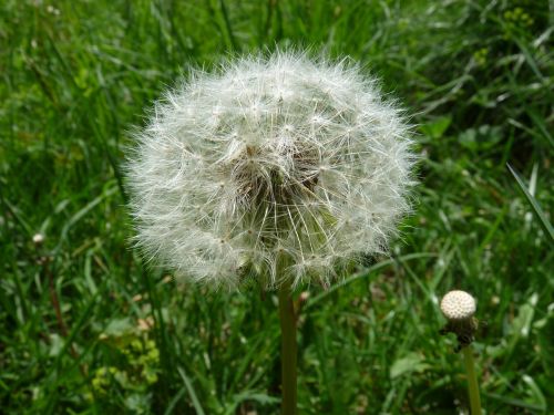 flower dandelion plant