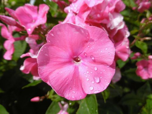 flower flowers raindrop
