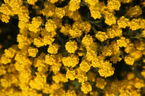 flower summer yellow