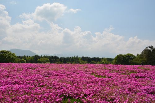 flower pink field