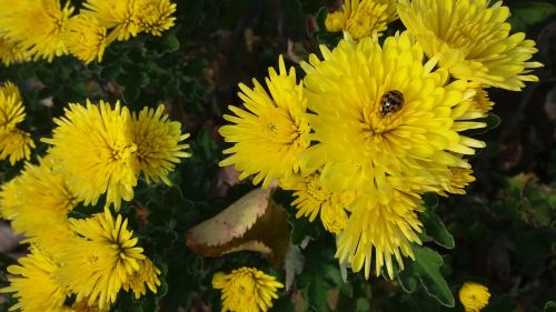 flower yellow chrysanthemum