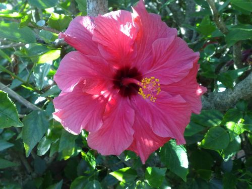 flower hibiscus tropical