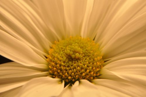 flower floral nature