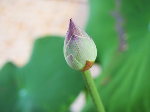 flower lotus pink