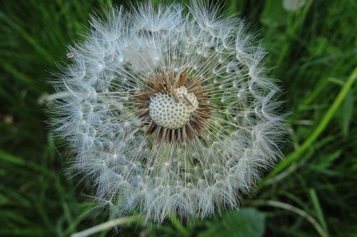 flower nature meadow