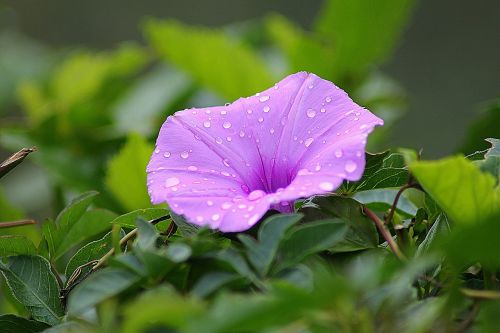 flower morning glory floral
