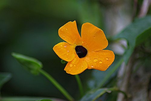 flower floral plant