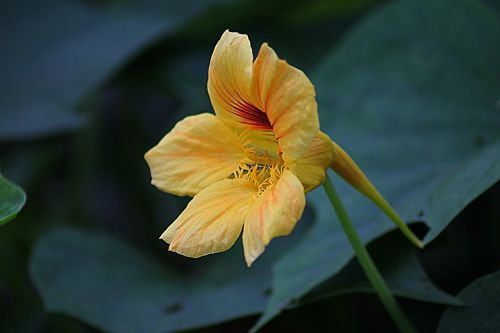 flower floral plant