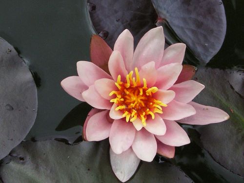 flower plant blossom