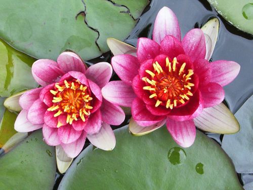 flower plant blossom