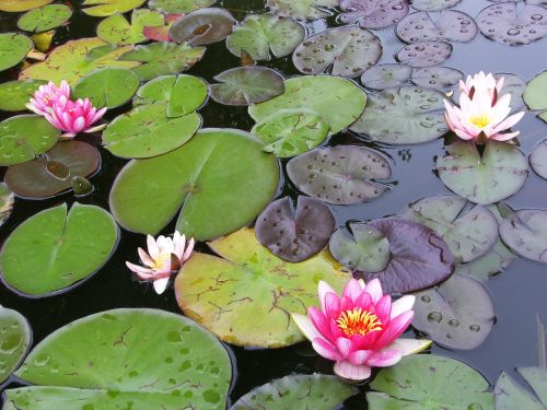 flower plant blossom