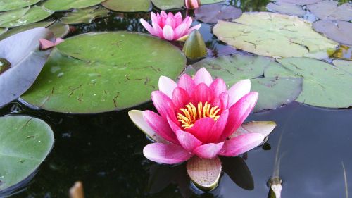 flower plant blossom