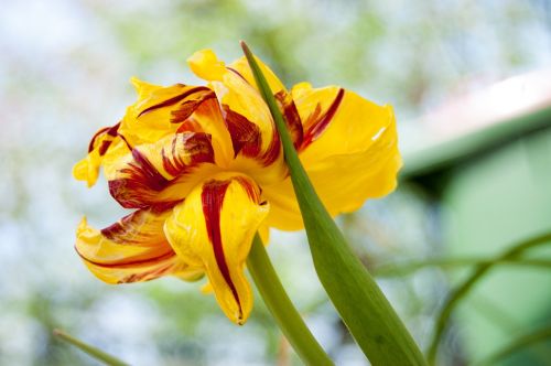 flower plant nature