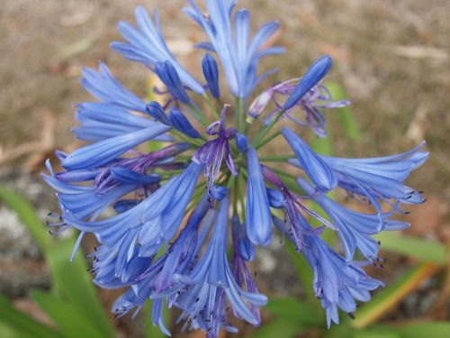 flower blue hawaii