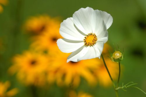 flower macro nature