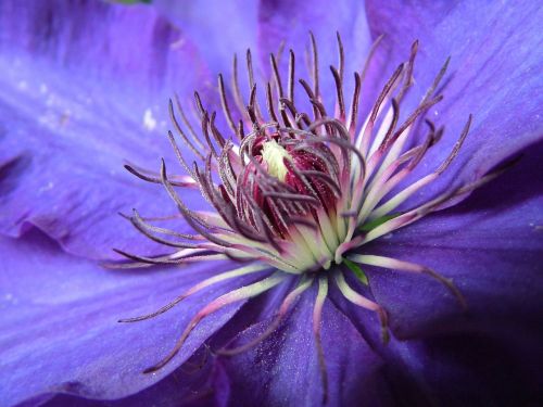 blossom bloom clematis