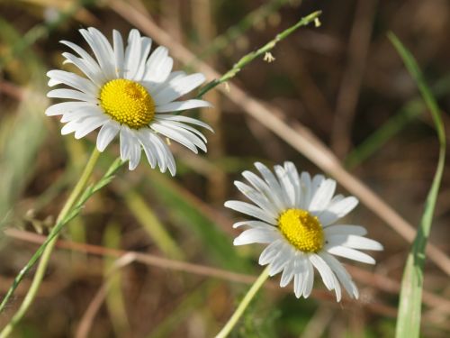 flower meadow spring