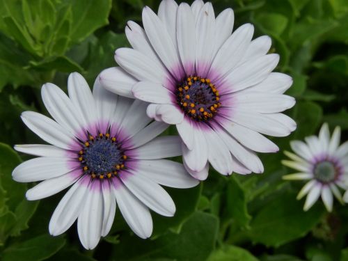 flower white plant