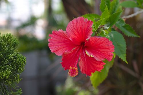 flower petal nature