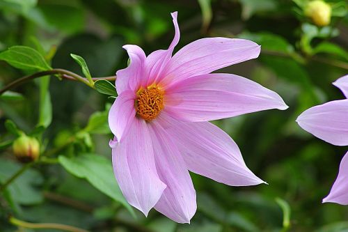 flower wildflower dahlia