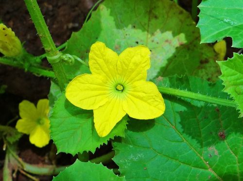 flower wildflower dharwad