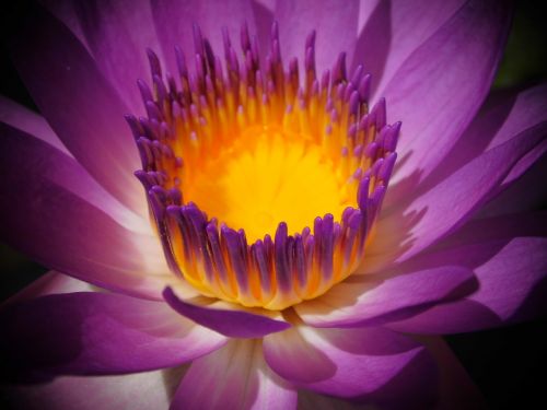 flower purple water lilies