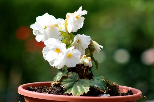 flower white plant