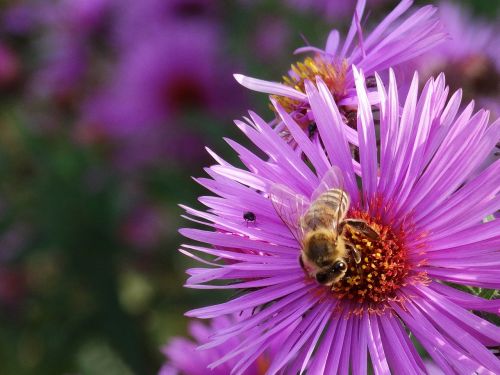 flower bee summer