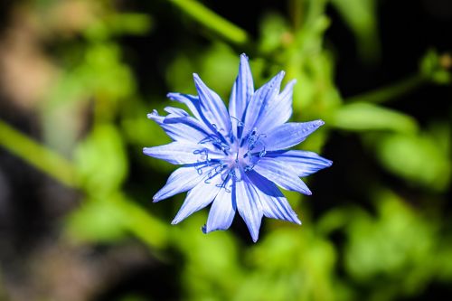 flower blue centaurea cyanus