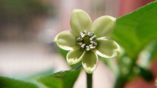 flower pepper habanero