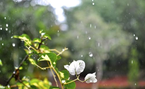 flower rain floral