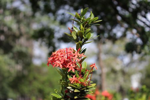 flower nature garden