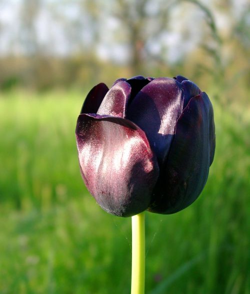 flower tulip black