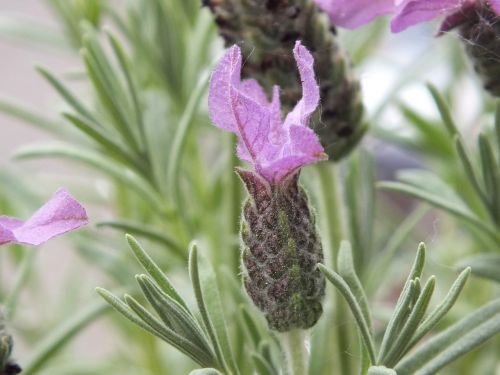 flower lavender purple