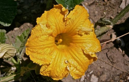 flower pumpkin nature