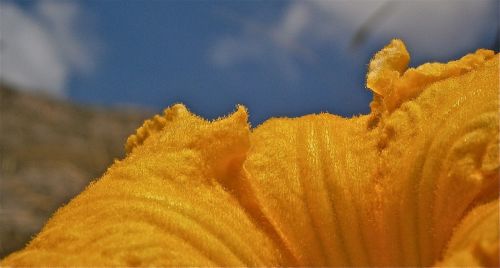 flower pumpkin nature