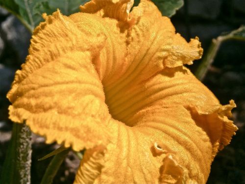 flower pumpkin vegetable