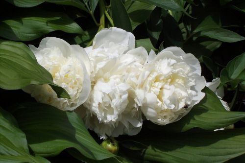 flower peony white flower