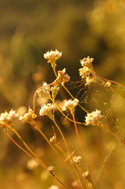 flower wildflower blossom