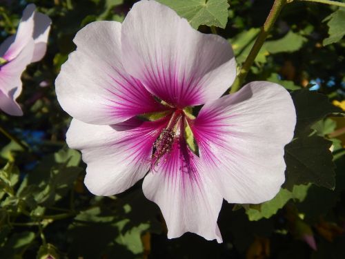 flower rose of sharon hibiscus