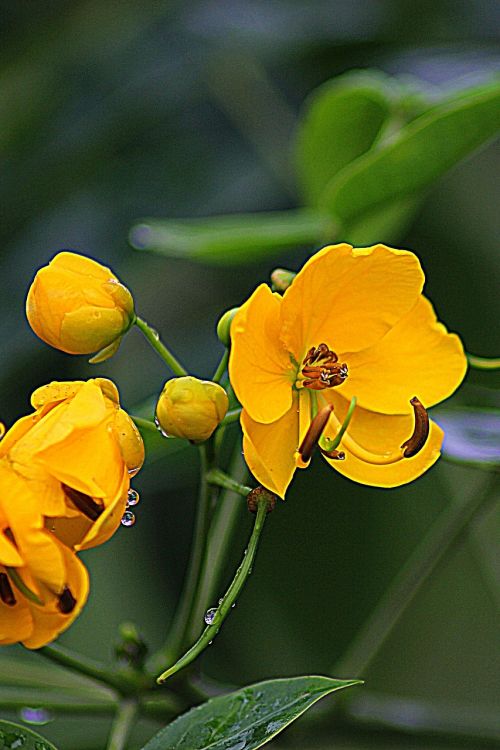 flower wildflower blossom