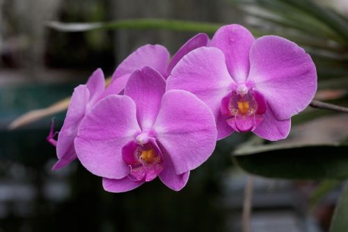 flower orchid pink