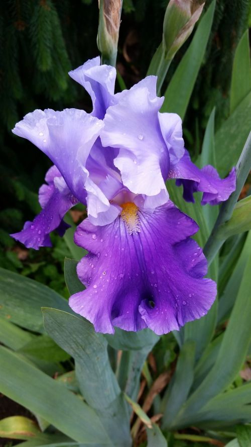 flower gladiola purple