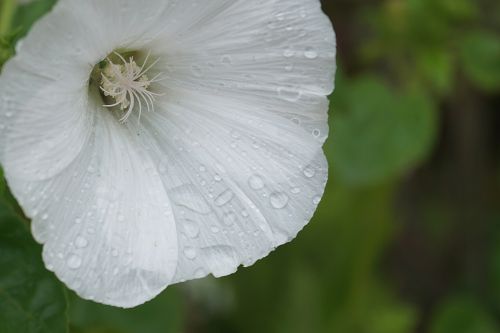 flower bindweed raindrops