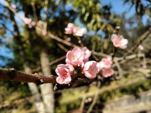 flower peach natural