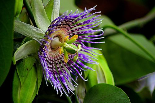 flower passiflora edulis floral